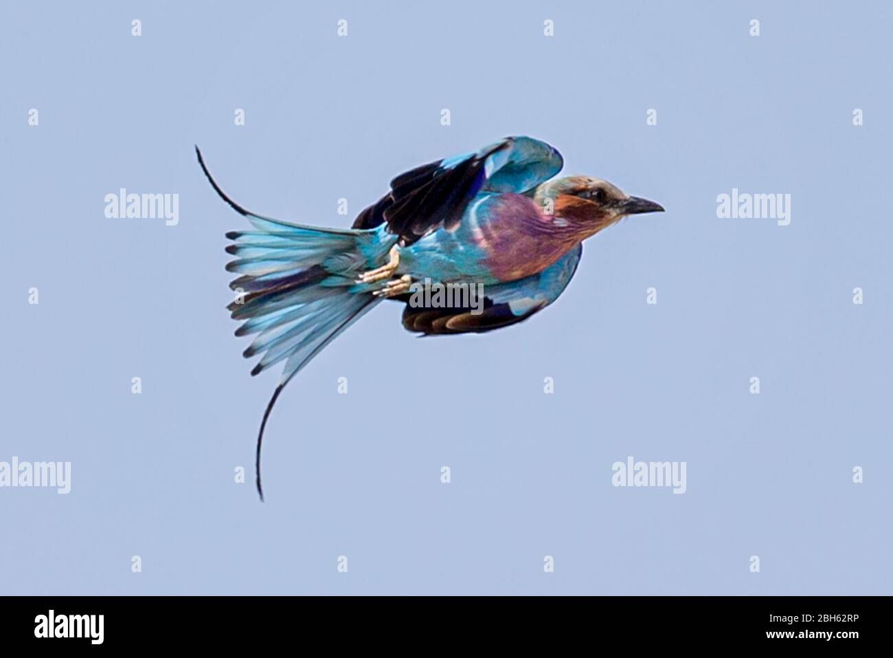 Fliederrolle, Coracias caudatus, im Flug, Kafue River, Kafue National Park, Sambia, Afrika Stockfoto