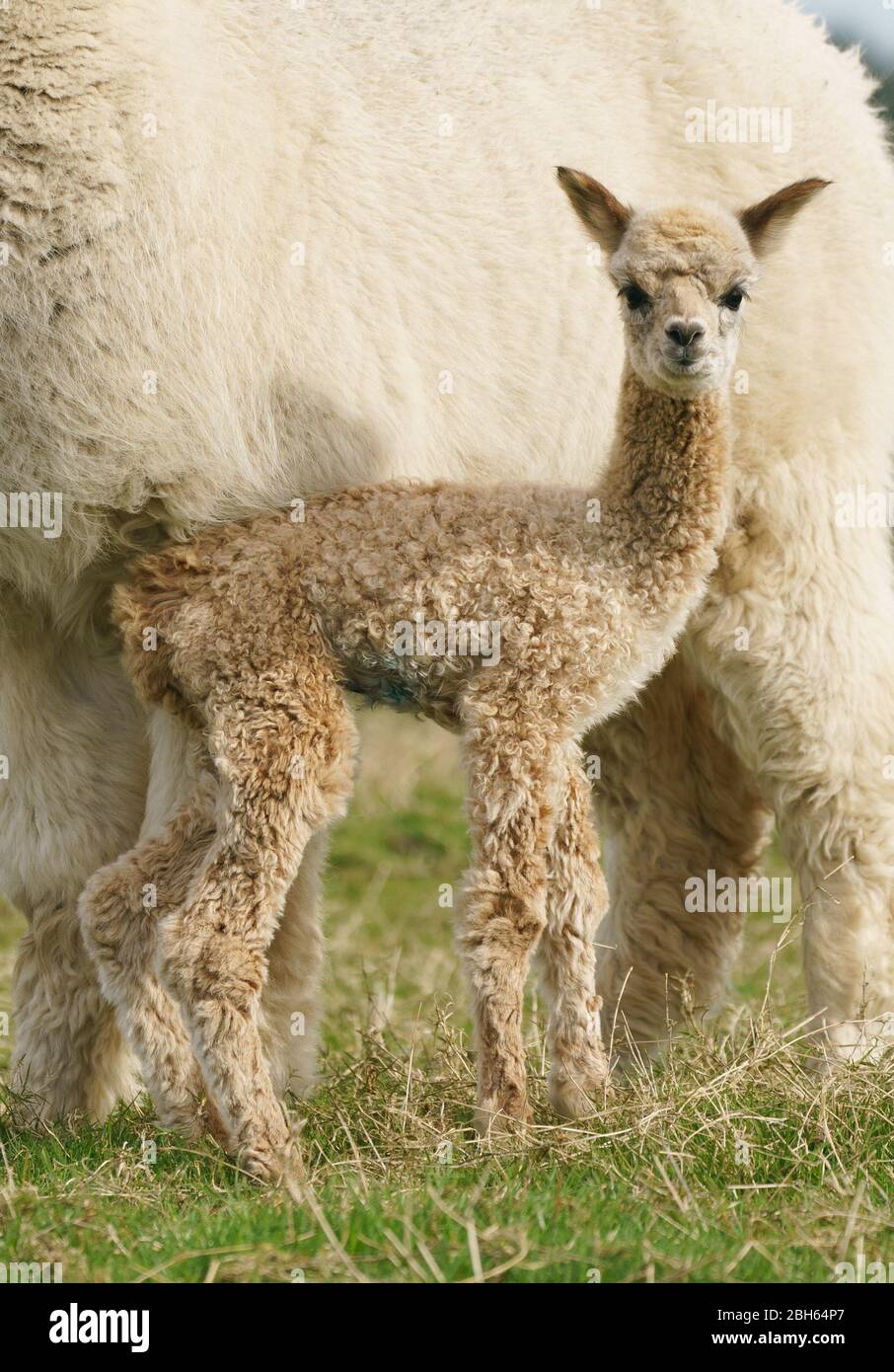 County Wicklow Irland. April 2020. Ein zwei Tage alter Alpaca