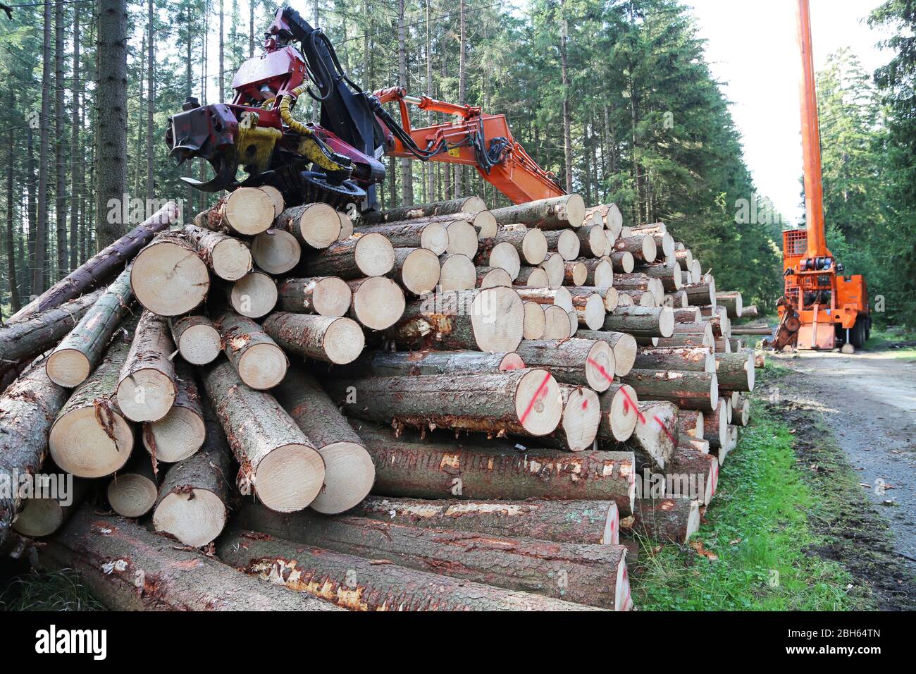 Erntemaschinen mit gestapelten Baumstämmen im Wald Stockfoto
