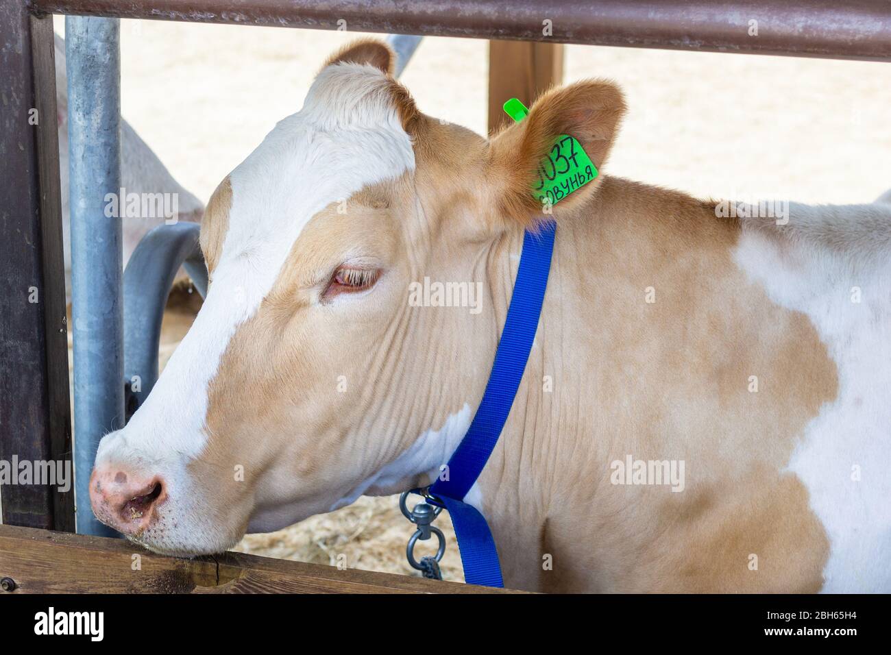 Portrait von reinrassigen weißen beigen Kuh mit weißen Wimpern. Moderne Landwirtschaft. Stockfoto