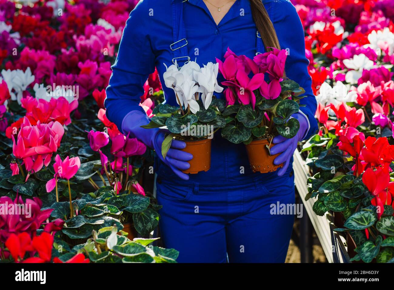 Kommerzielle Anbau Topf Blumen in einem Gewächshaus Stockfoto