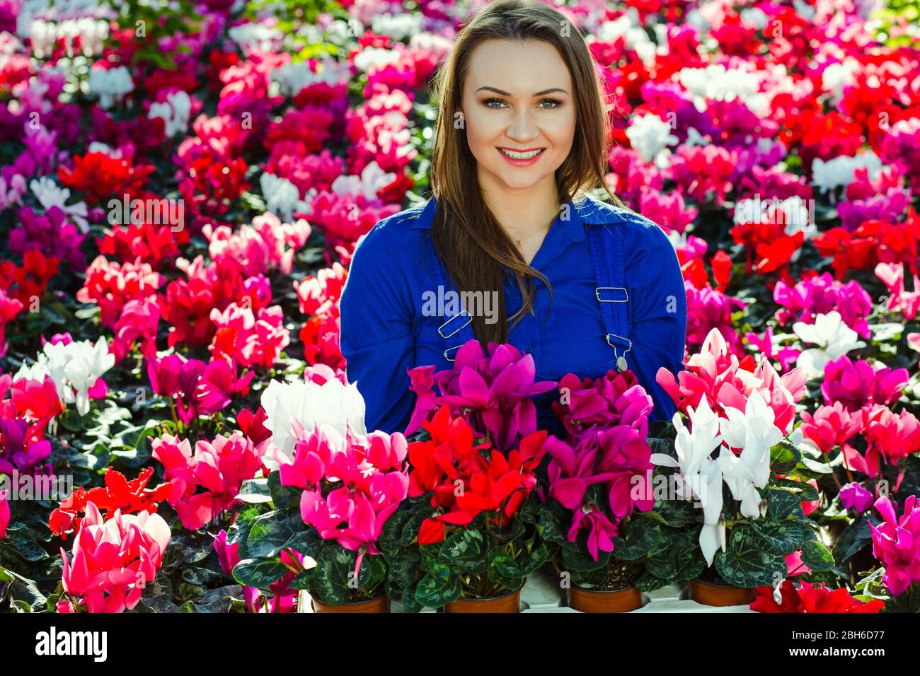 Floristin hält in ihren Händen Topfblumen - Cyclamen, Arbeit im Gartencenter, industrielle Anbau von Blumen Stockfoto