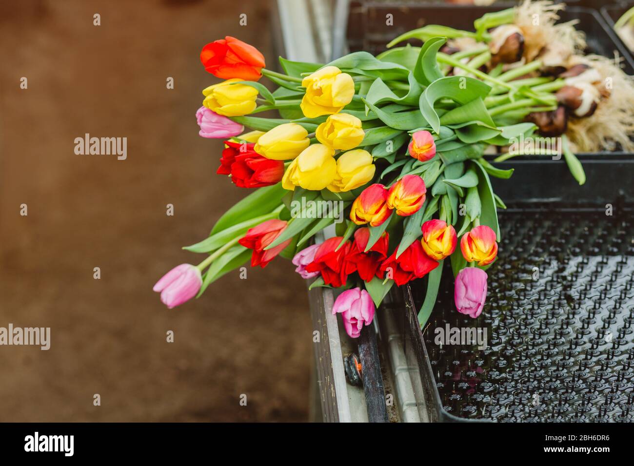 Blumenstrauß, mit Zwiebeln, liegt auf dem Regal, im Gartencenter. Stockfoto