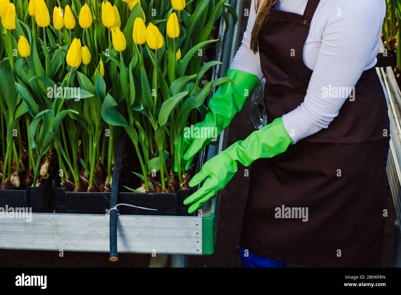 Gärtner kümmert sich um Tulpen, Nahaufnahme der Hände, Tragen von Handschuhen.Tulpe Hydroponisch, im Gewächshaus, industrieller Anbau von Blumen Stockfoto