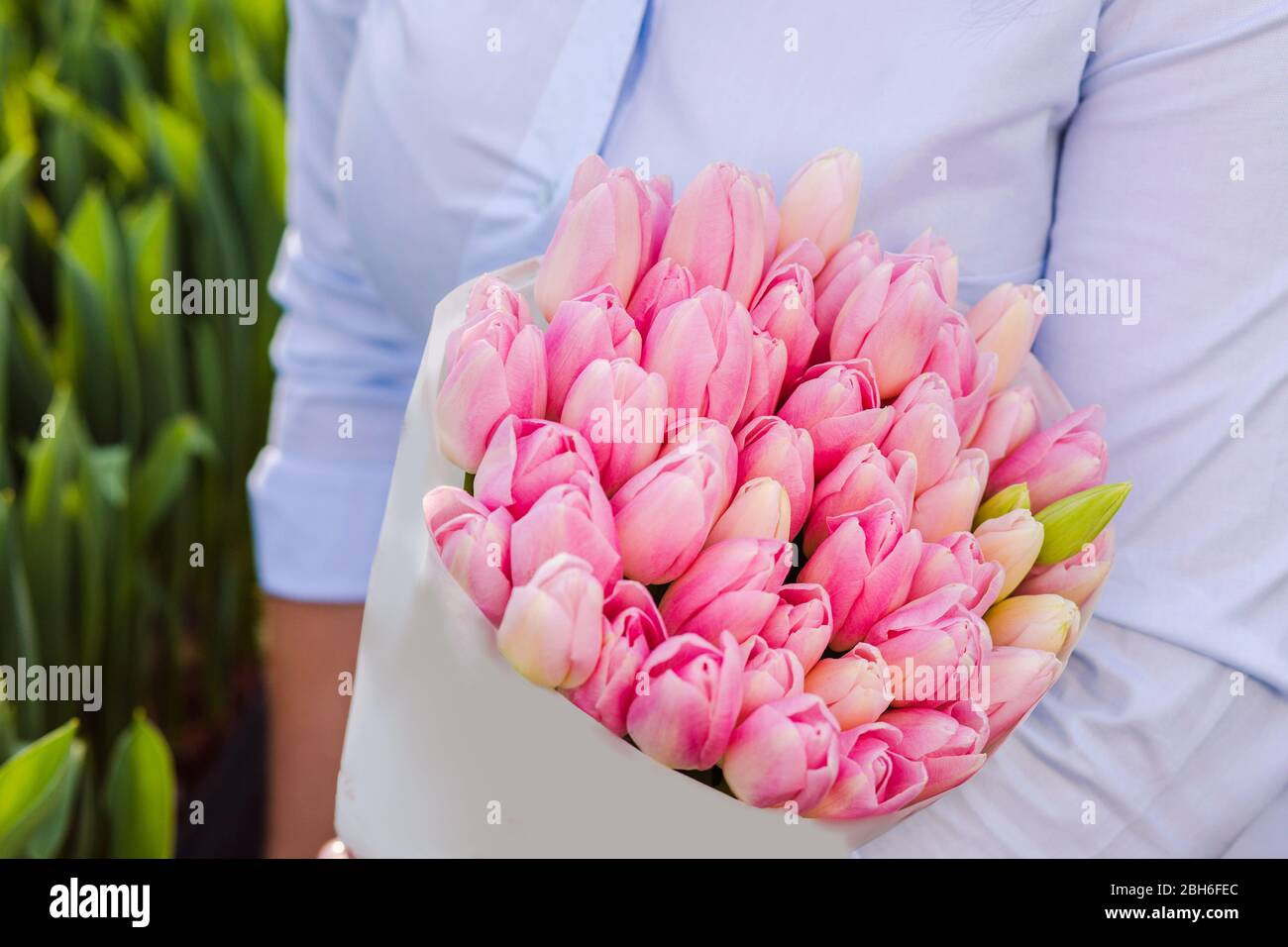 Frühlingsstrauß von rosa Tulpen in der Hand Stockfoto