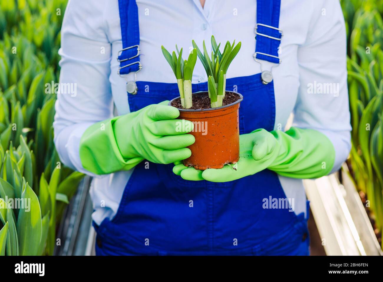 Gärtner Hände tragen Handschuhe, halten eine Topfpflanze. Wachsende Blumen Stockfoto