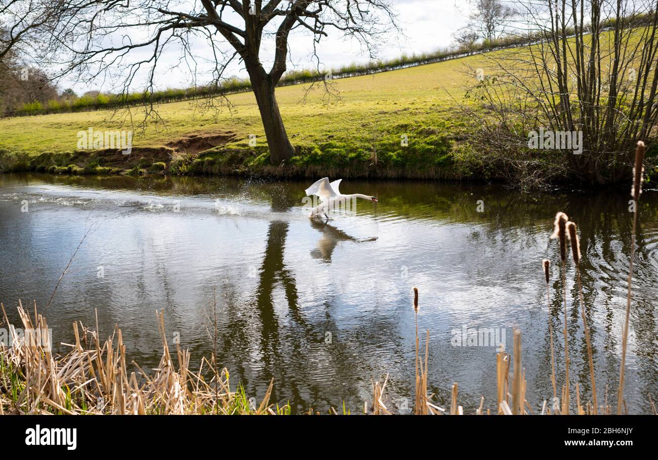 Ein Schwan, der von einem Fluss in Barnt Green, Worcestershire, Großbritannien abbricht Stockfoto