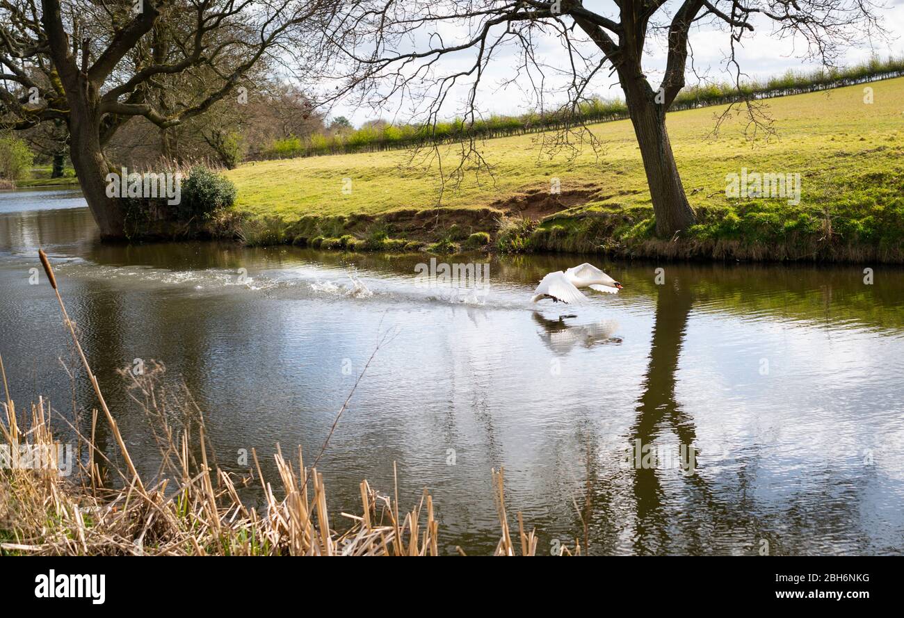 Ein Schwan, der von einem Fluss in Barnt Green, Worcestershire, Großbritannien abbricht Stockfoto