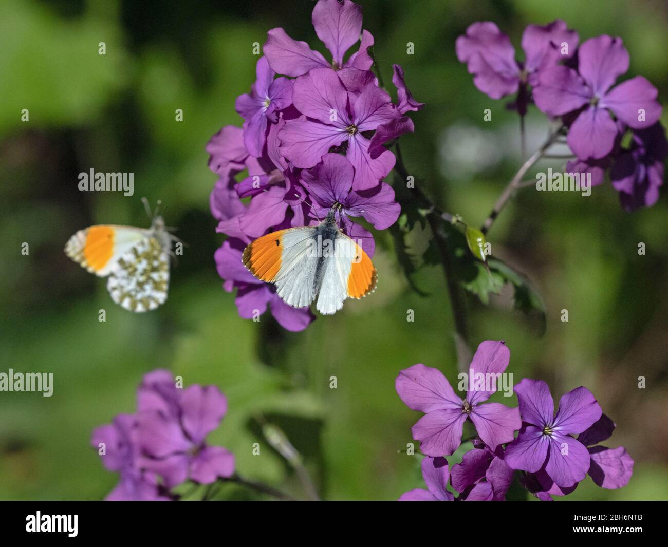 Männlicher Orangespitzenschmetterling Anthocharis cardamine im Flug April Norfolk Stockfoto