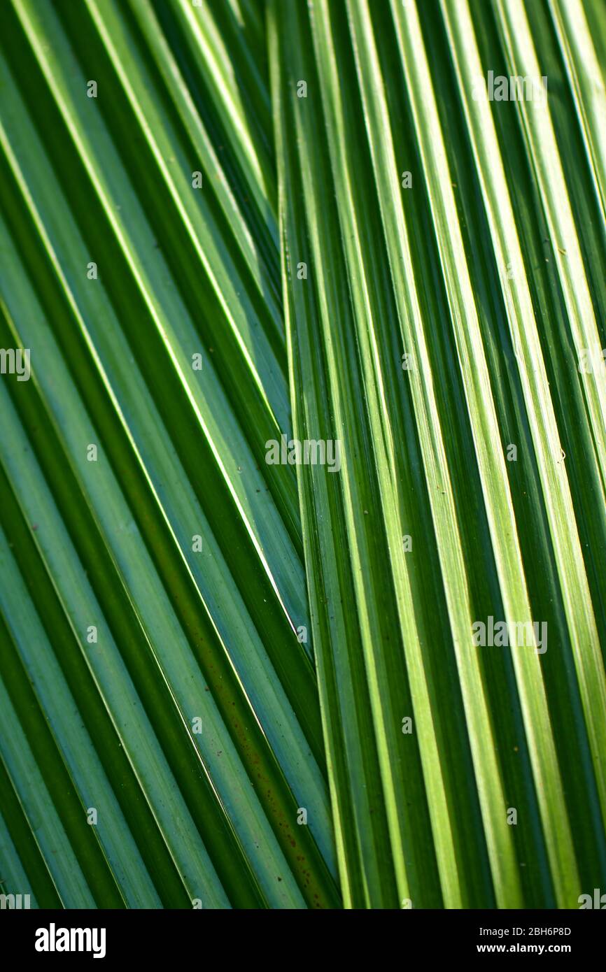 Grün hinterlässt Naturmuster für Hintergrund und Tapete. Stockfoto