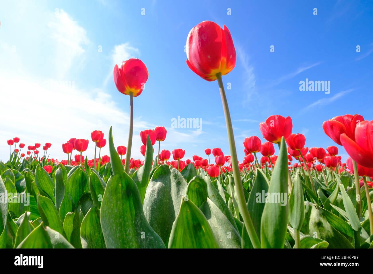 Rote Tulpen im Feld mit Weitwinkellinse von unten, sehr schöner blauer Wolkenhimmel in den Niederlanden. Selektiver Fokus. Stockfoto
