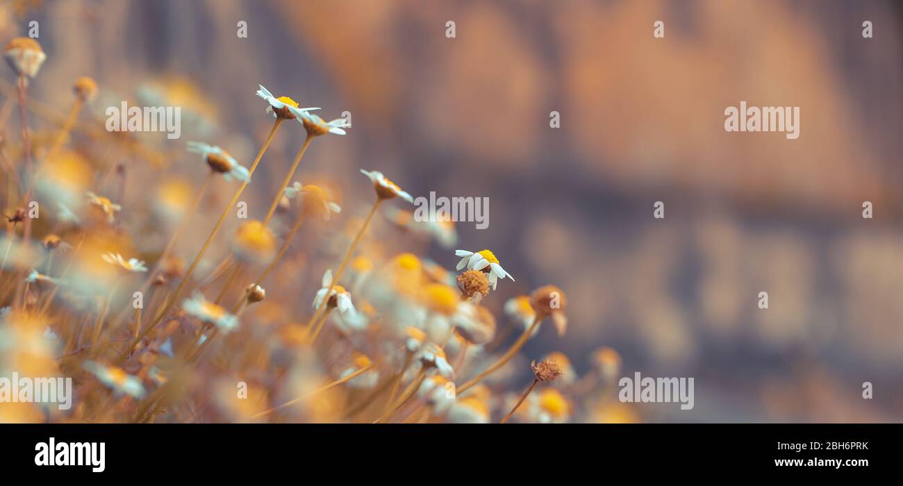 Kleine sanfte Gänseblümchen über verschwommenem Hintergrund, abstrakter Blumenrand, Wildblumen als alternative Medizin, Kräuterbehandlungskonzept Stockfoto