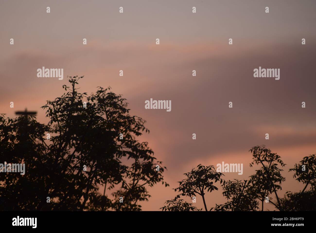 Baum Silhouette Hintergrund Stockfoto
