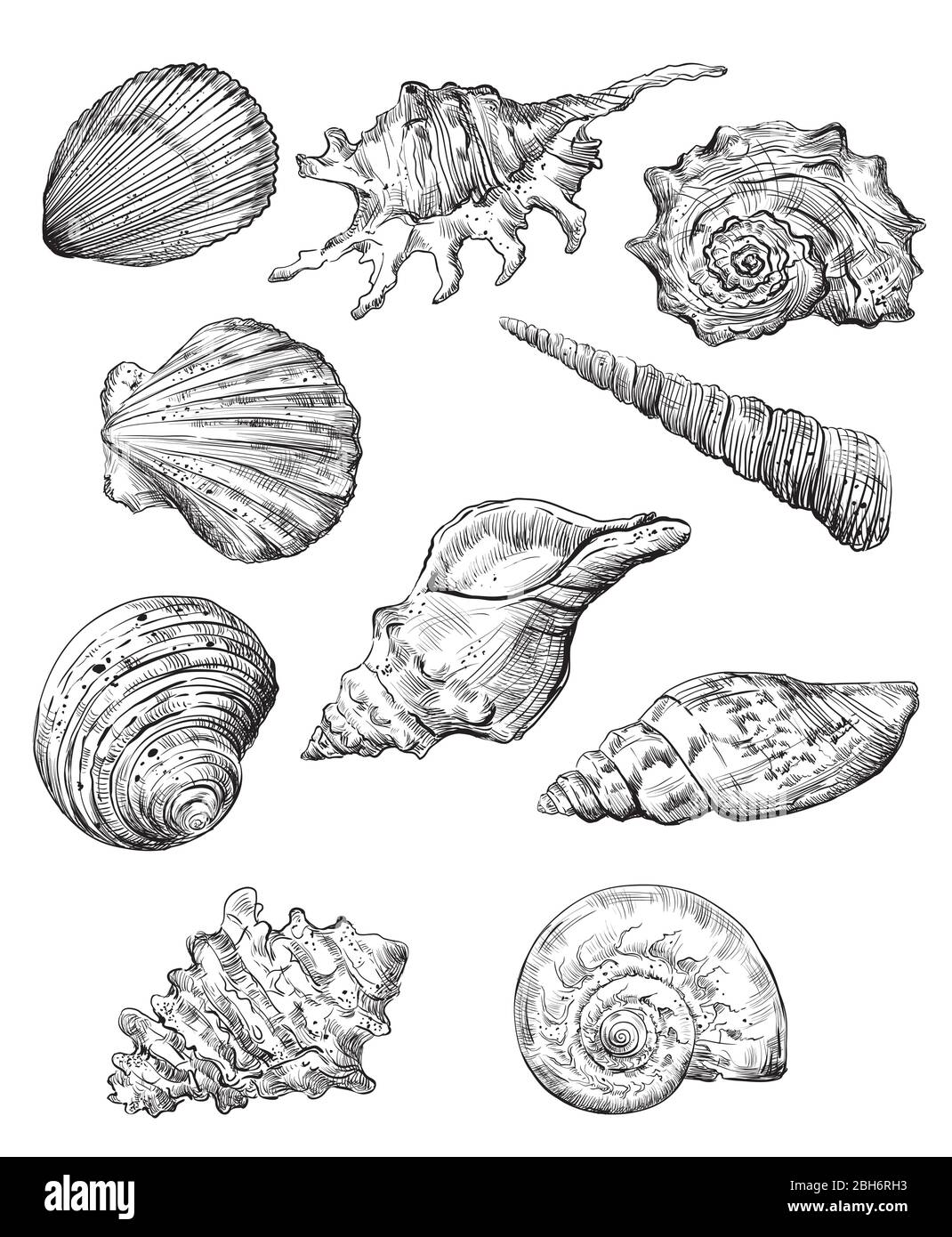 Handzeichnung Satz Muscheln. Vektor monochrome Skizze Illustration von Muscheln in schwarzer Farbe isoliert auf weißem Hintergrund. Entwerfen von Reiseelementen, Stock Vektor