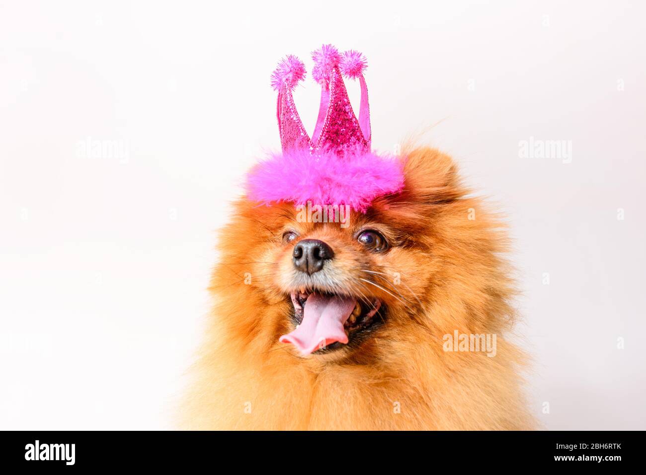 Lustige Prinzessin Mädchen Hund mit rosa Krone Stockfoto