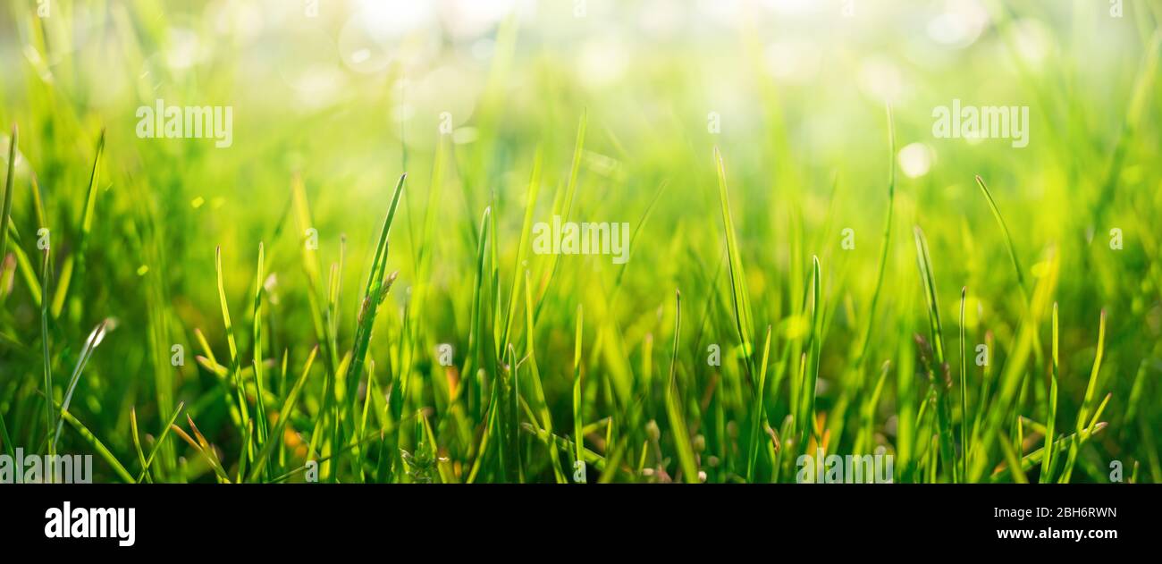 Grünes Gras Hintergrund im Frühjahr Wiese Stockfoto