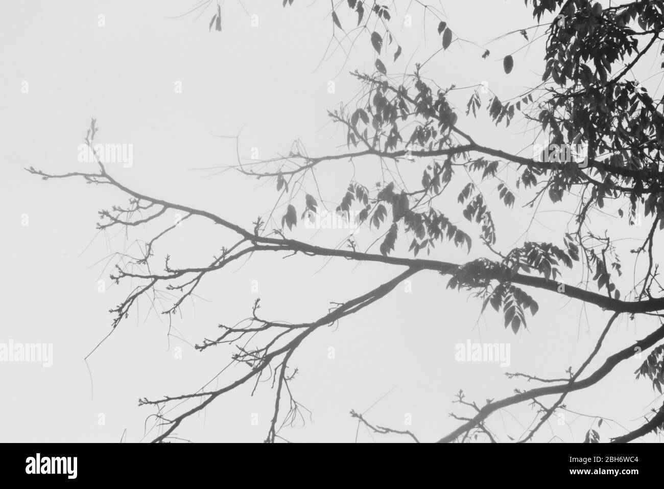 Alter Baum im Sonnenlicht Stockfoto