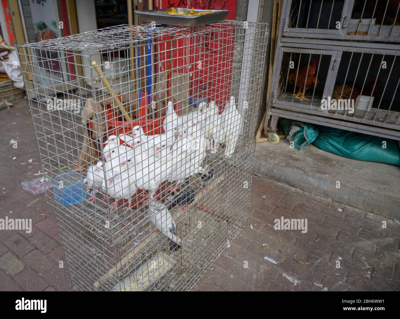 MISHAN, CHINA - 27. JULI 2019: Tauben im Käfig zum Verkauf auf dem Markt. Stockfoto