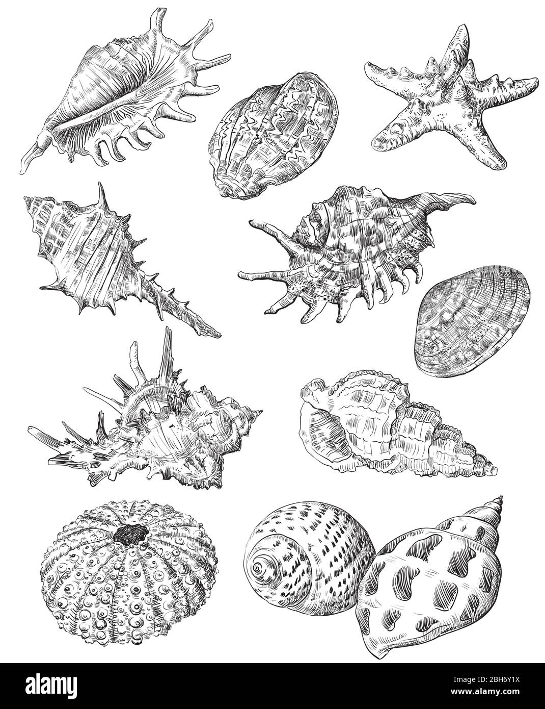 Hand Zeichnung Skizze Set von Muscheln. Vektor monochrome Illustration der Muschelschalen Kollektion in schwarzer Farbe isoliert auf weißem Hintergrund. Sommer Meer d Stock Vektor