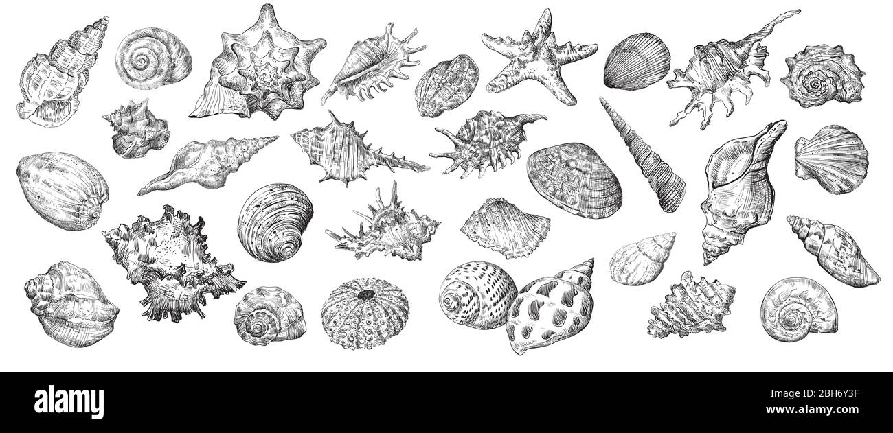Handzeichnung Satz Muscheln. Vektor Skizze Illustration von Muscheln in schwarzer Farbe isoliert auf weißem Hintergrund. Design Reiseelemente, Vintage ic Stock Vektor