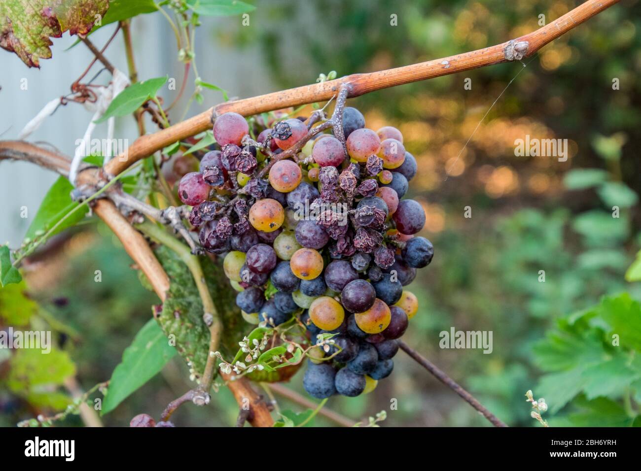 Trauben auf der Rebe. Die Trauben an der Rebe trocknen aus und verschlechtern sich. Stockfoto