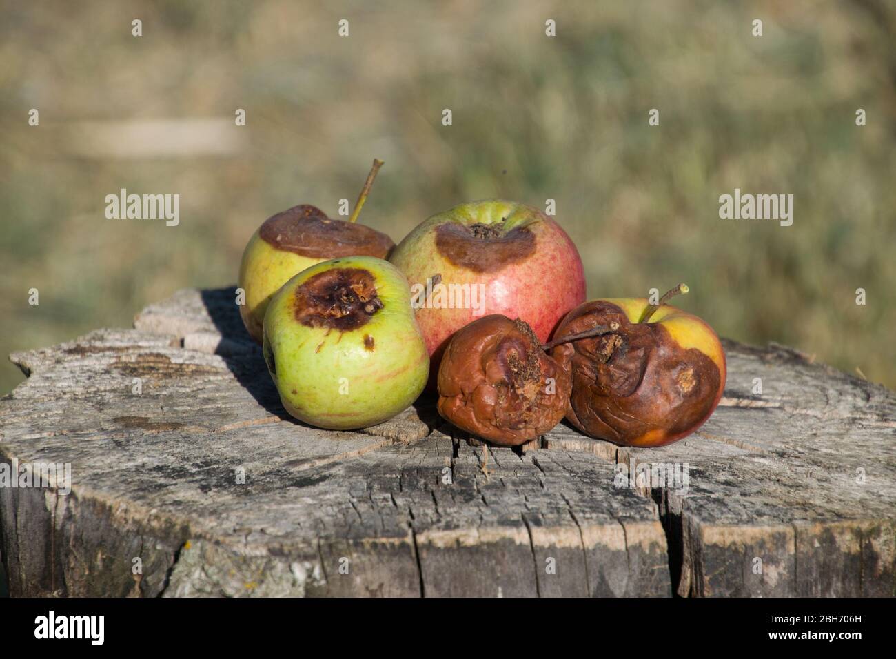 Fauler Apfel auf einem Stumpf. Besiegt Äpfel. Verdorbenes Erntegut. Stockfoto