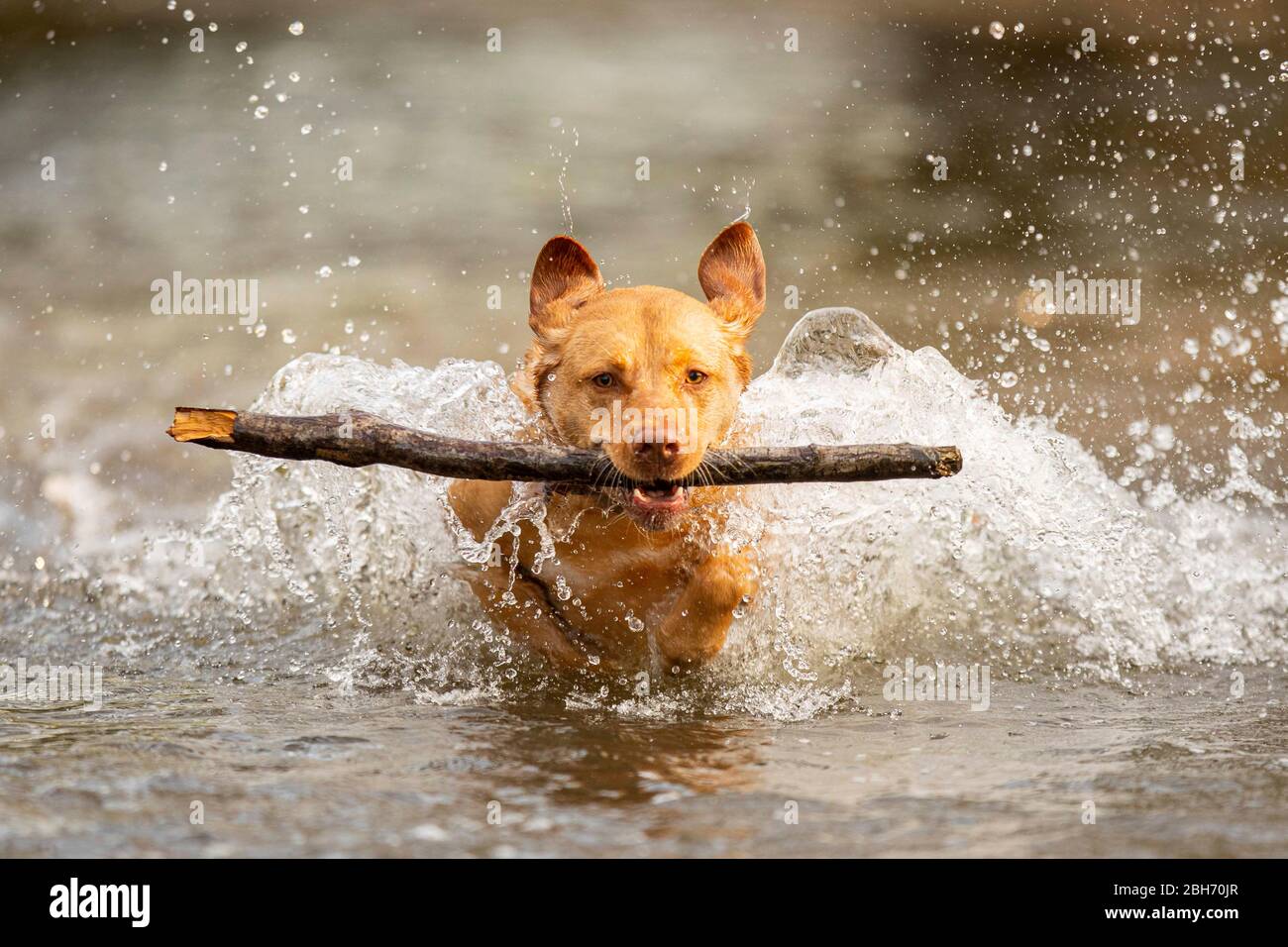 Cardiff, Wales, Großbritannien. April 2020. Ein Hund holt einen Stock von einem Cardiff Fluss während eines frühen Morgenspaziergangs, während schönes Wetter in weiten Teilen des Vereinigten Königreichs anhält. Quelle: Mark Hawkins/Alamy Live News Stockfoto