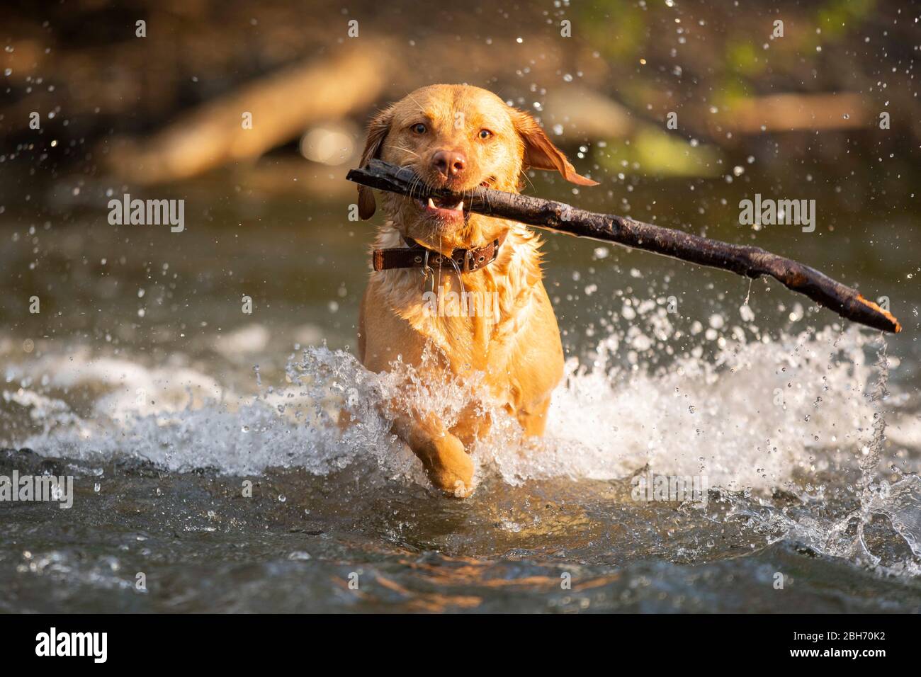 Cardiff, Wales, Großbritannien. April 2020. Ein Hund holt einen Stock von einem Cardiff Fluss während eines frühen Morgenspaziergangs, während schönes Wetter in weiten Teilen des Vereinigten Königreichs anhält. Quelle: Mark Hawkins/Alamy Live News Stockfoto