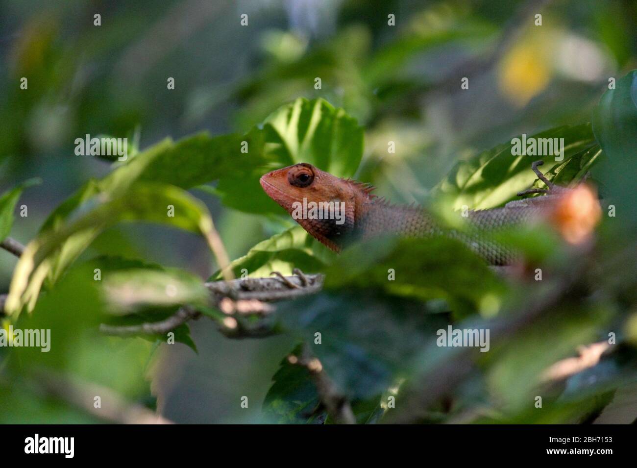 Eine gewöhnliche Garteneidechse auf einem Baum. Stockfoto