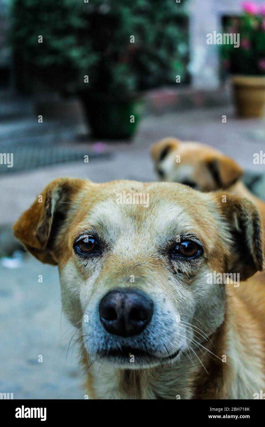 Ein verirrter Hund starrt auf die Kamera. Stockfoto