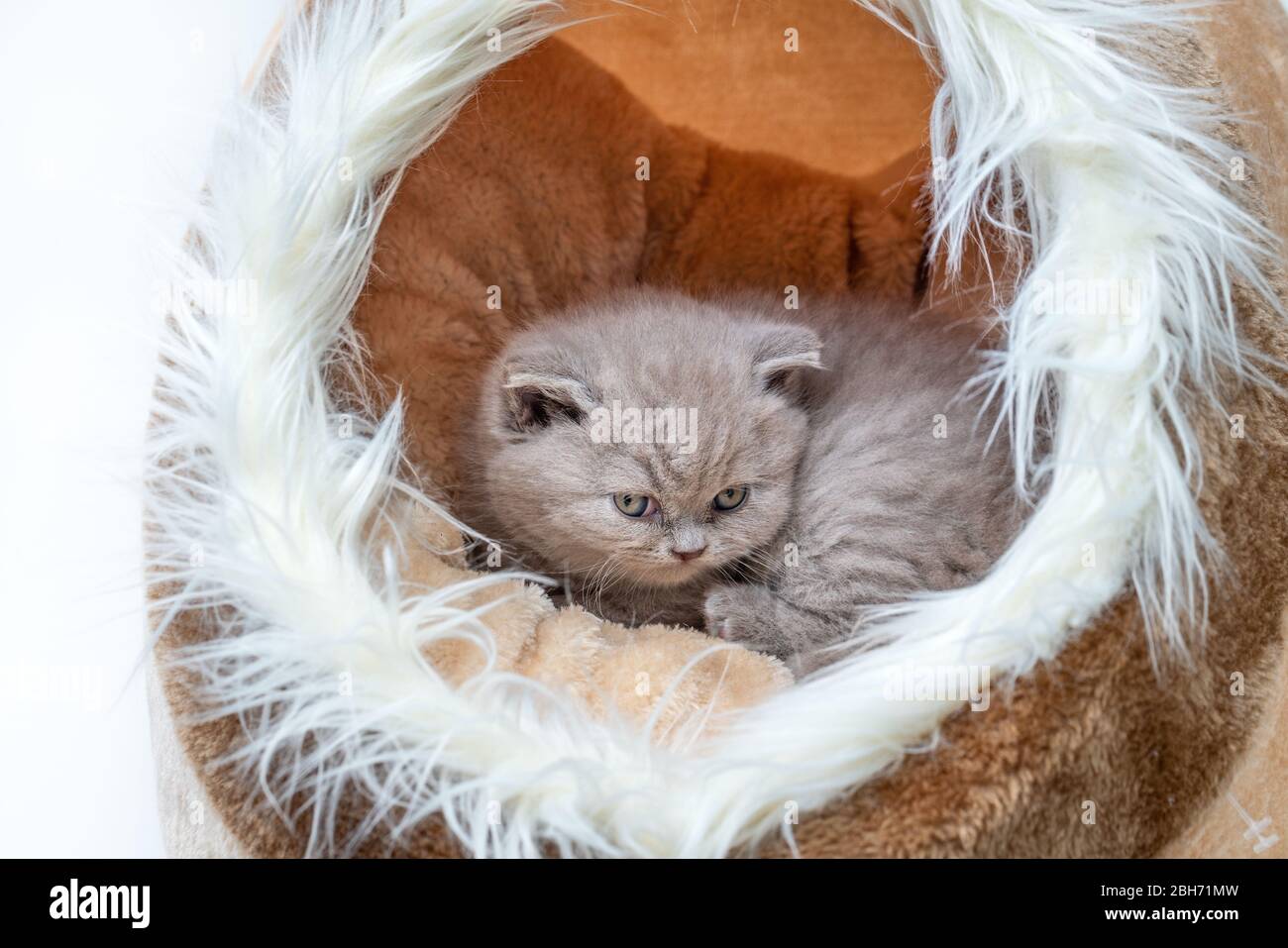 Niedliches Kätzchen, britisch reinrassig, in einem Haus aus Seidenmaterial, nach den Spielen ruhend. Stockfoto