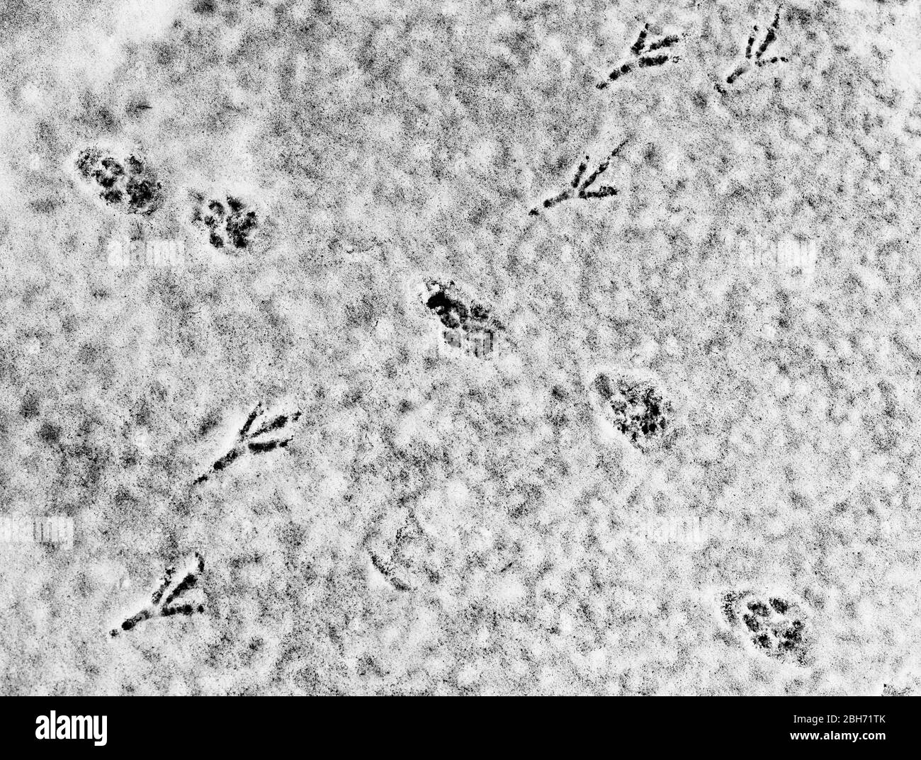 Tierpfoten und Vogelfußabdrücke, die sich auf der Schneeoberfläche kreuzen, Finnland Stockfoto