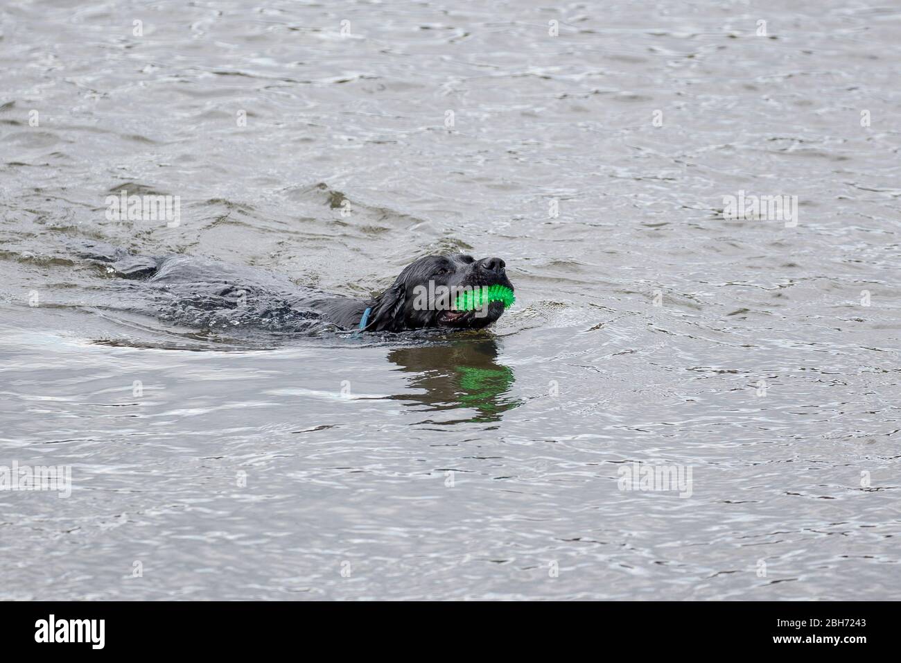 Nahaufnahme von isolierten schwarzen Hund schwimmen im Wasser, um Hundespielzeug, Großbritannien abzurufen. Stockfoto
