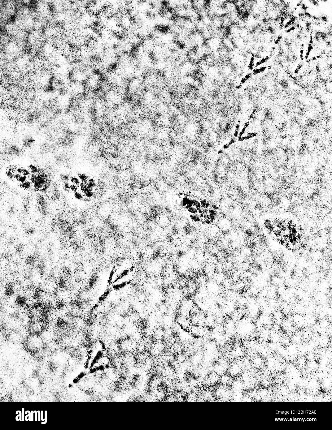 Tierpfoten und Vogelfußabdrücke, die sich auf der Schneeoberfläche kreuzen, Finnland Stockfoto