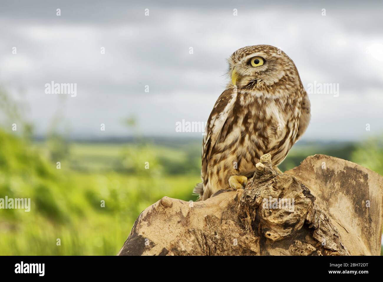 Eule, die auf einem Baumstumpf mit Landschaft im Hintergrund Stockfoto