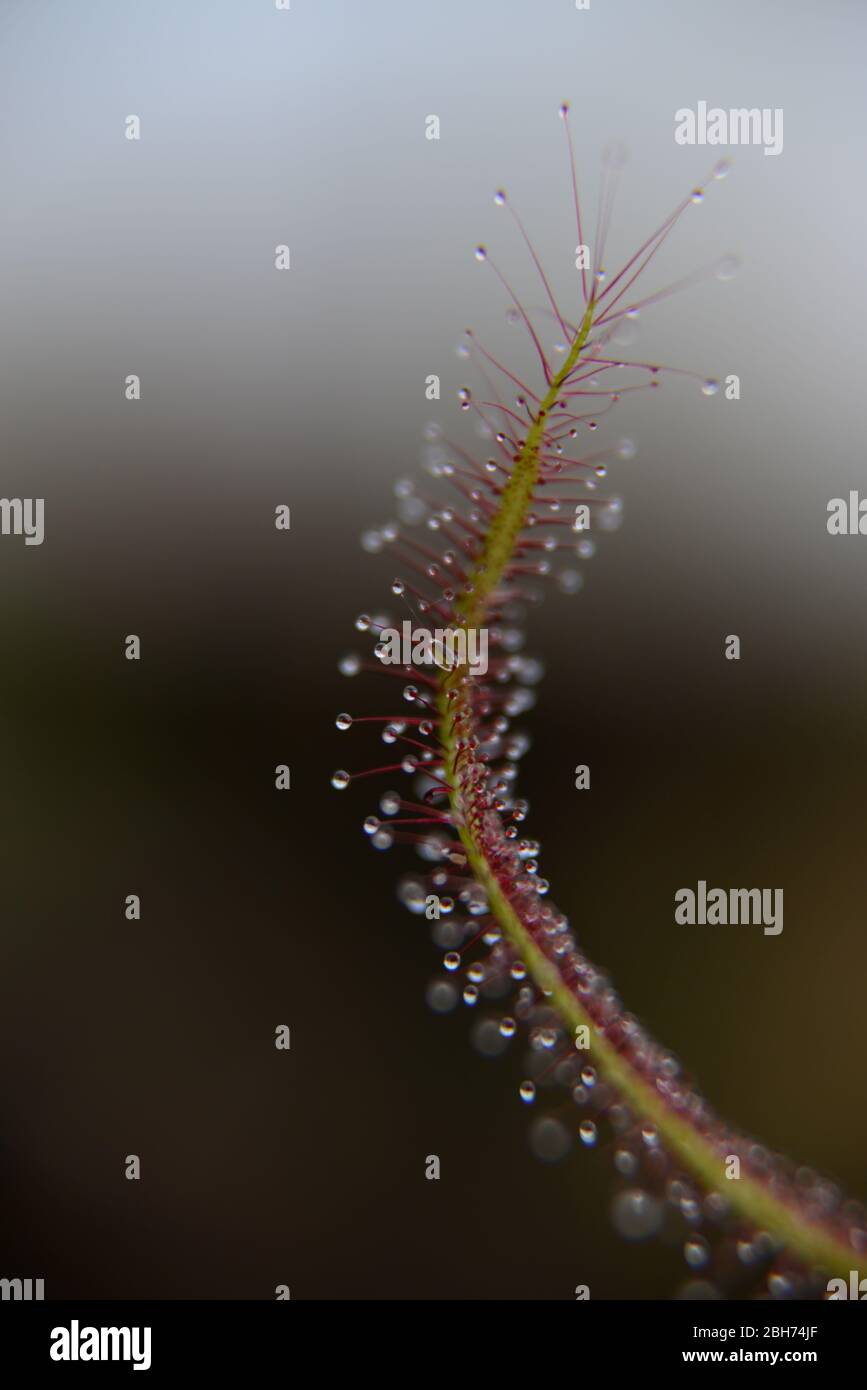 Sonnentau fleischfressende Pflanze Blatt zeigt klebrige Tropfen entlang des Blattes Stockfoto