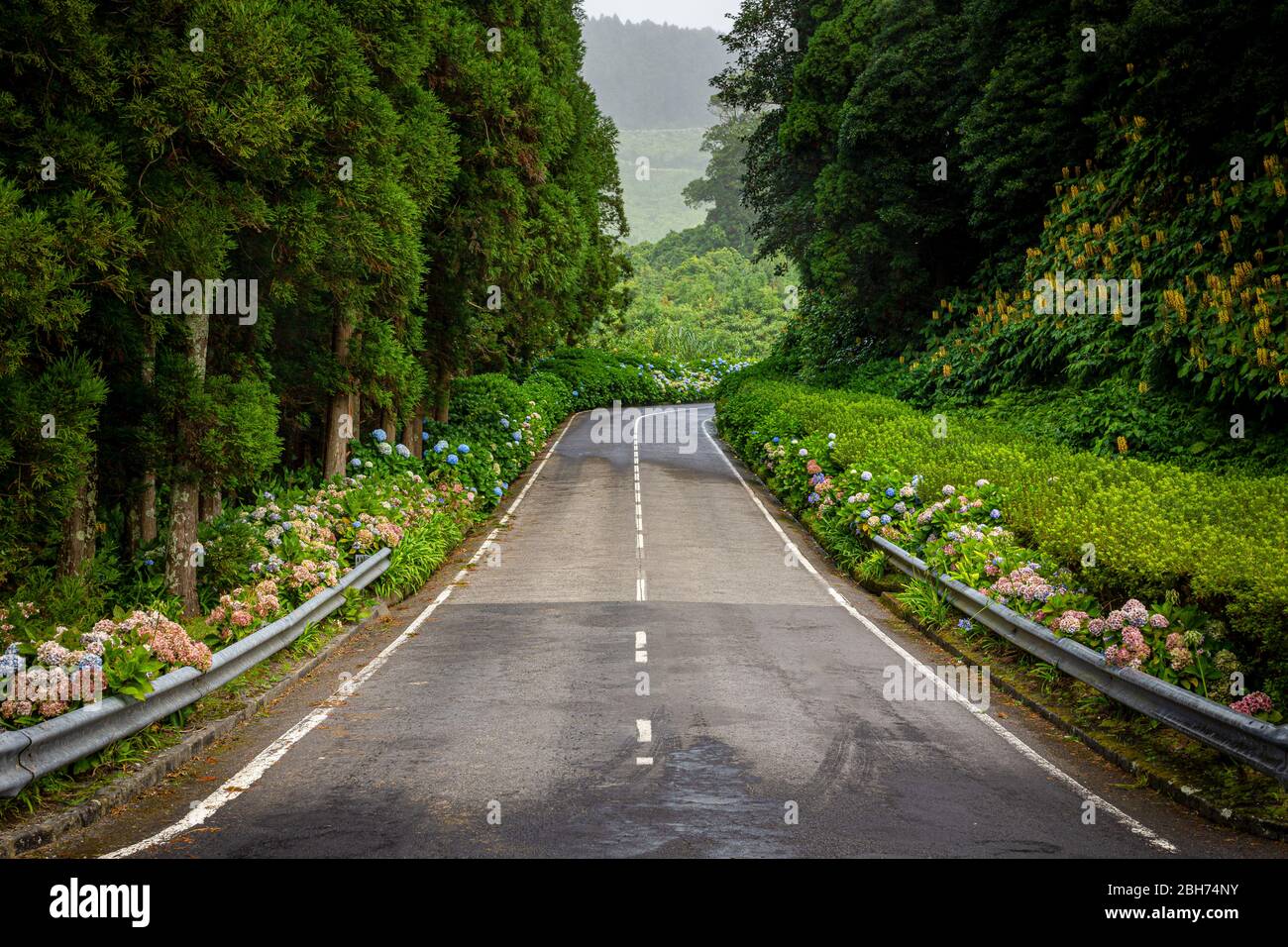 Landstraße auf Sao Miguel mit vielen Blumen und Wald Stockfoto