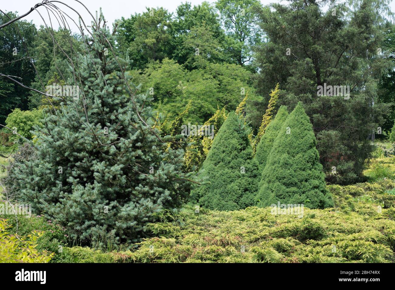 Im Garten wachsen immergrüne Bäume Stockfoto