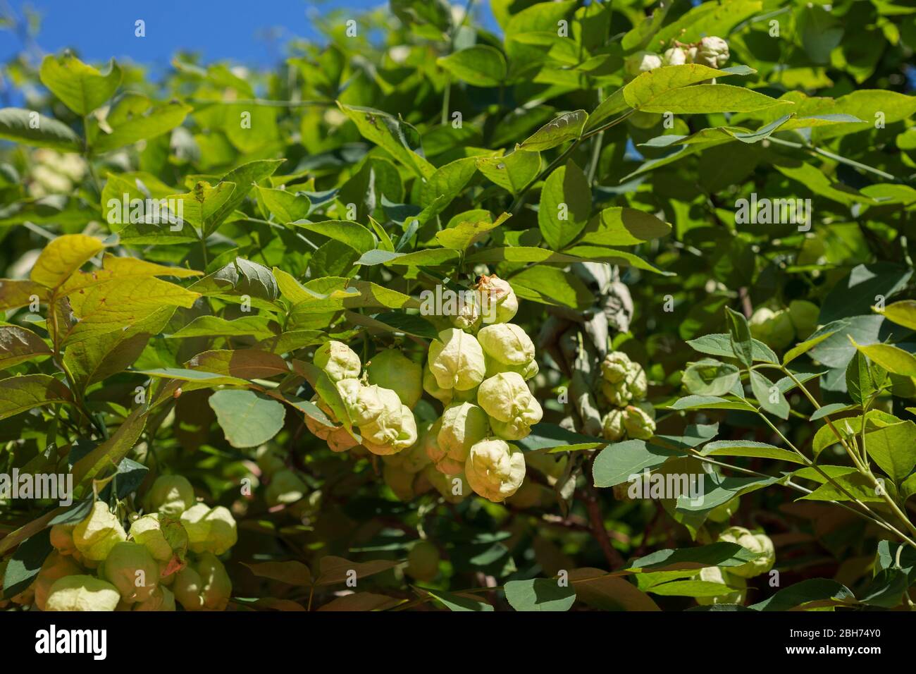 Obstbaum Staphylea pinnata Stockfoto