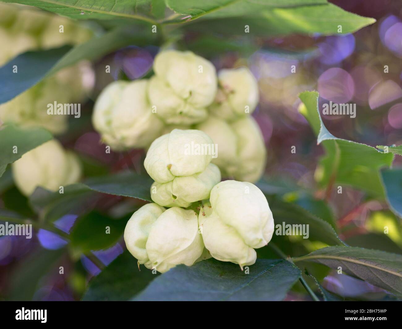 Obstbaum Staphylea pinnata Stockfoto