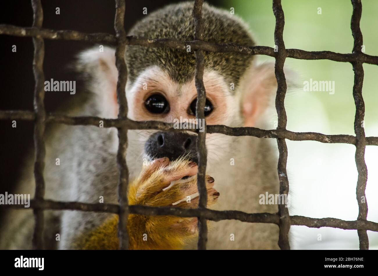 Murmeltier ist Primaten in Mammalia, meist fangen sie Ast auf dem Baum in trockenen Laubwald Stockfoto