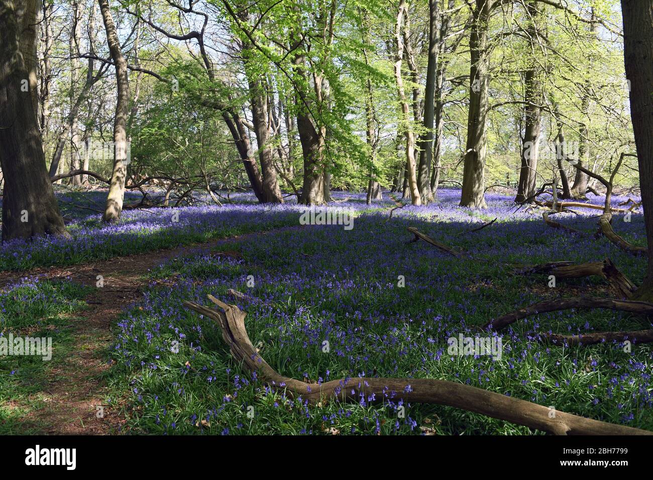 Bluebell blüht im Wald auf dem Ashridge Estate Berkhamsted Herts UK Stockfoto