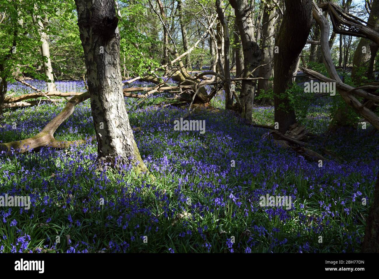 Bluebell blüht im Wald auf dem Ashridge Estate Berkhamsted Herts UK Stockfoto