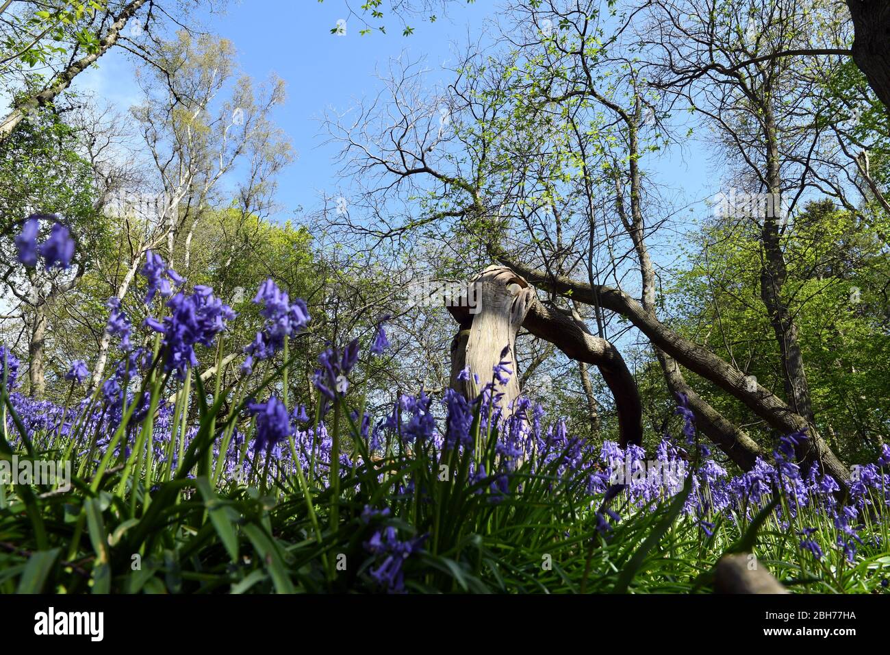 Bluebell blüht im Wald auf dem Ashridge Estate Berkhamsted Herts UK Stockfoto
