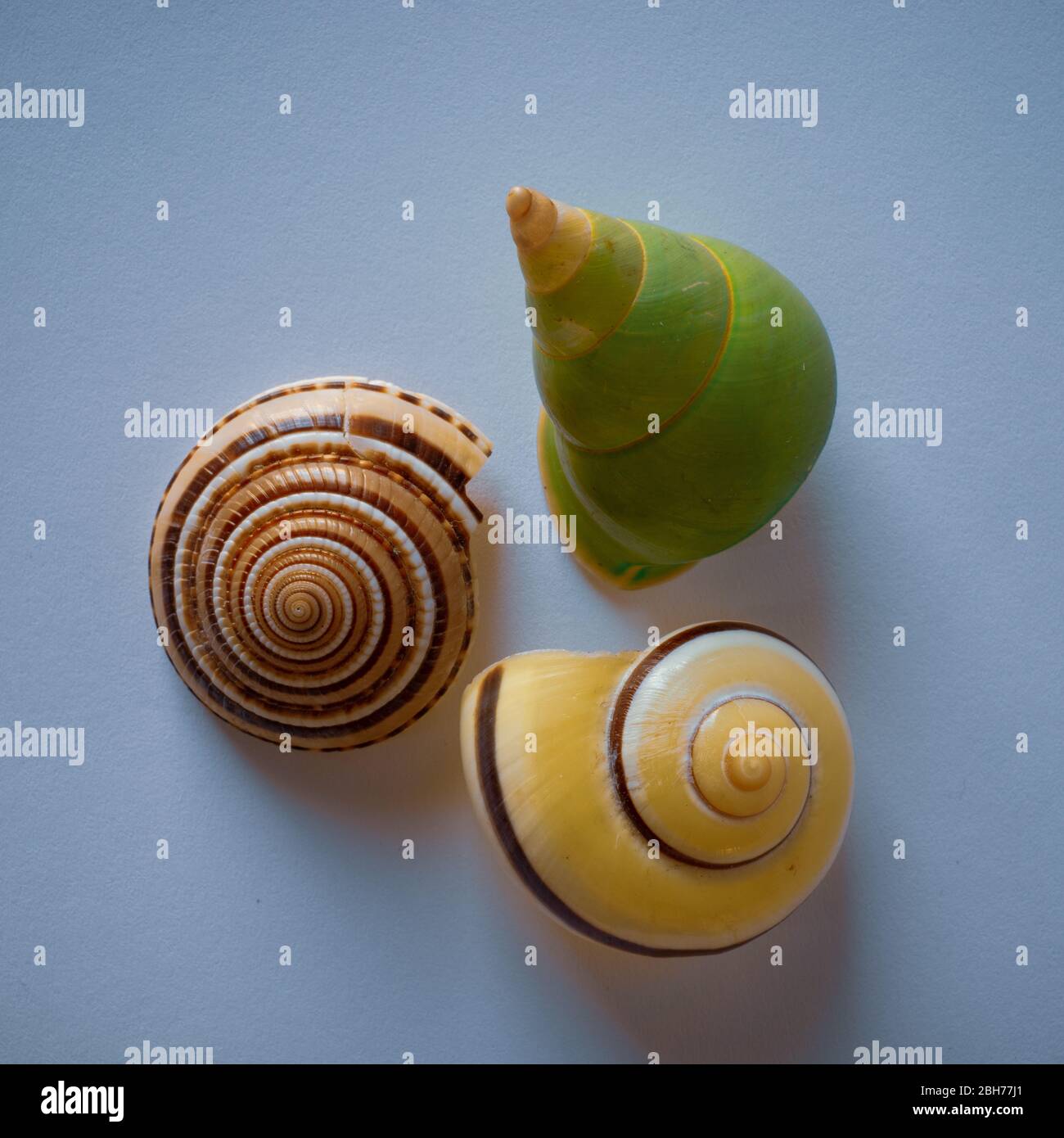 Sammlung von Meeresschnecken, Indo-Pacific, Pacific Seashells Stockfoto