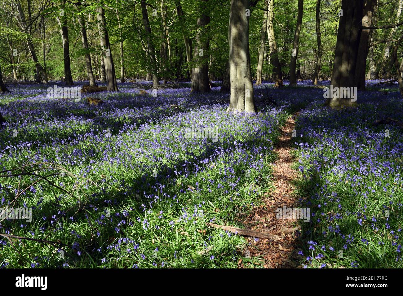 Bluebell blüht im Wald auf dem Ashridge Estate Berkhamsted Herts UK Stockfoto