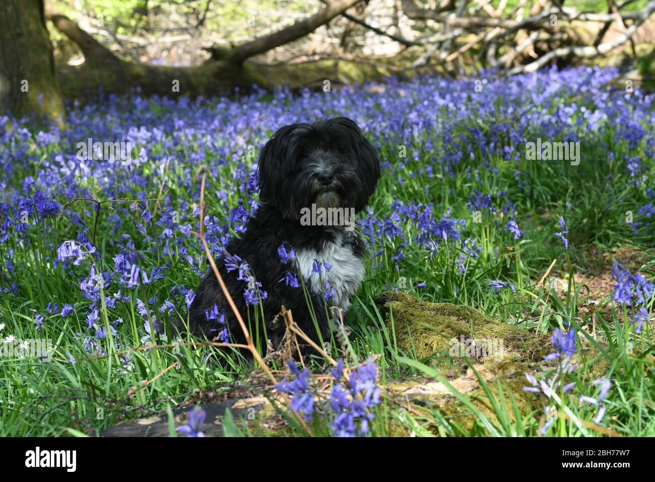 Bluebell blüht im Wald auf dem Ashridge Estate Berkhamsted Herts UK Stockfoto