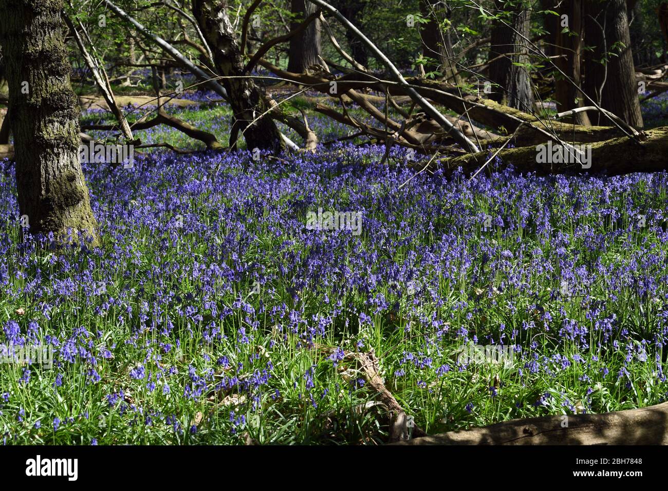 Bluebell blüht im Wald auf dem Ashridge Estate Berkhamsted Herts UK Stockfoto