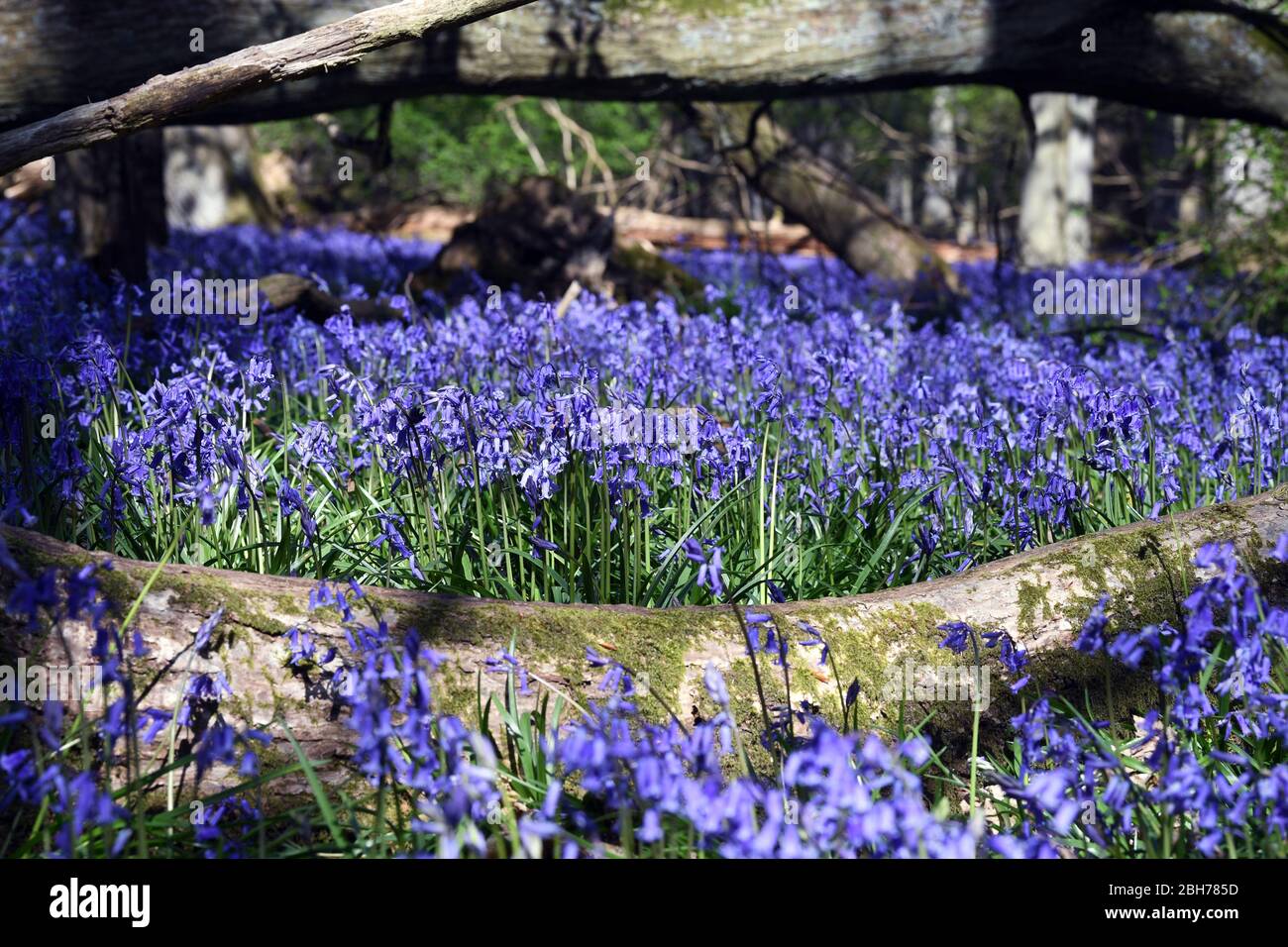 Bluebell blüht im Wald auf dem Ashridge Estate Berkhamsted Herts UK Stockfoto
