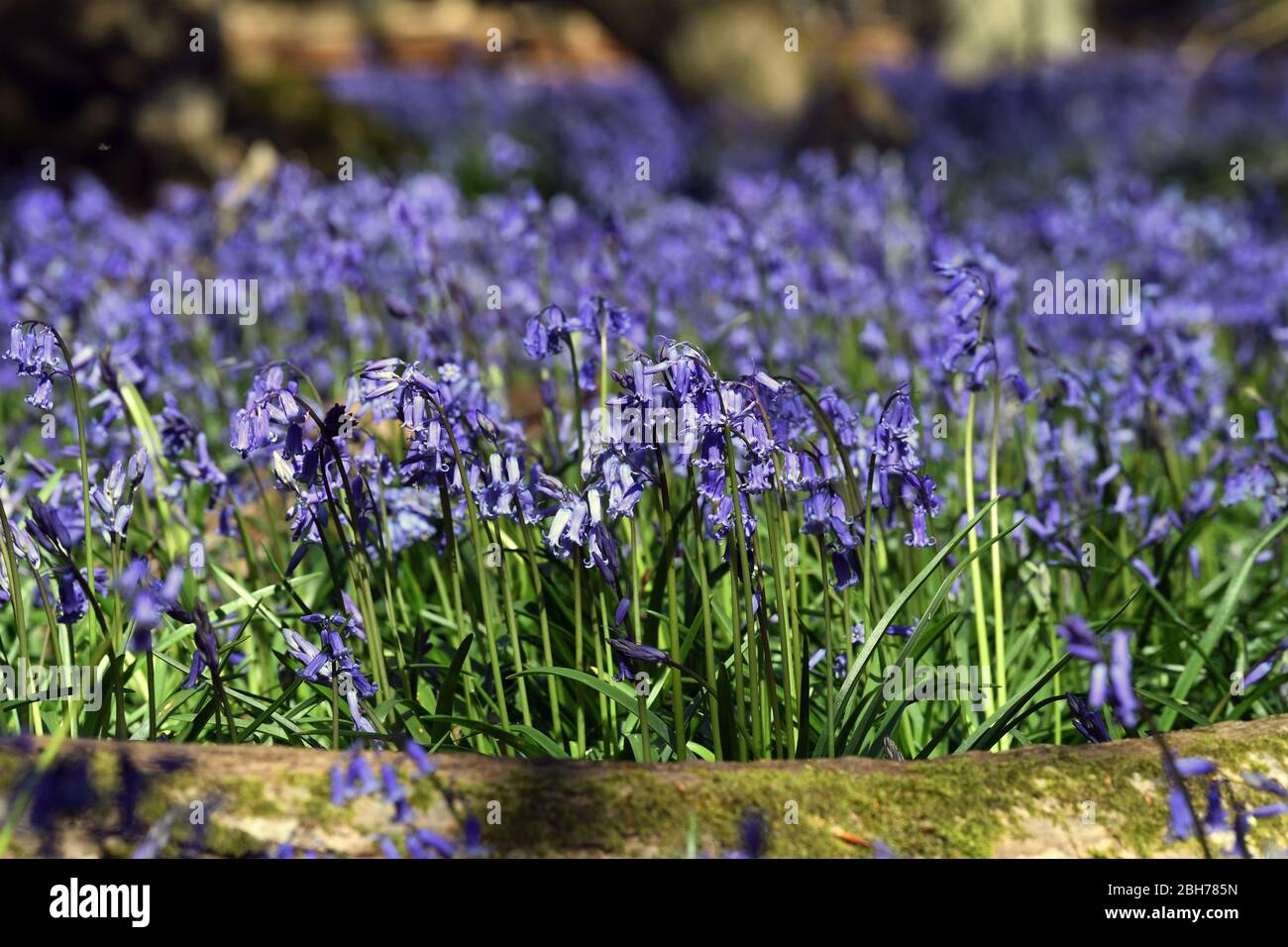 Bluebell blüht im Wald auf dem Ashridge Estate Berkhamsted Herts UK Stockfoto